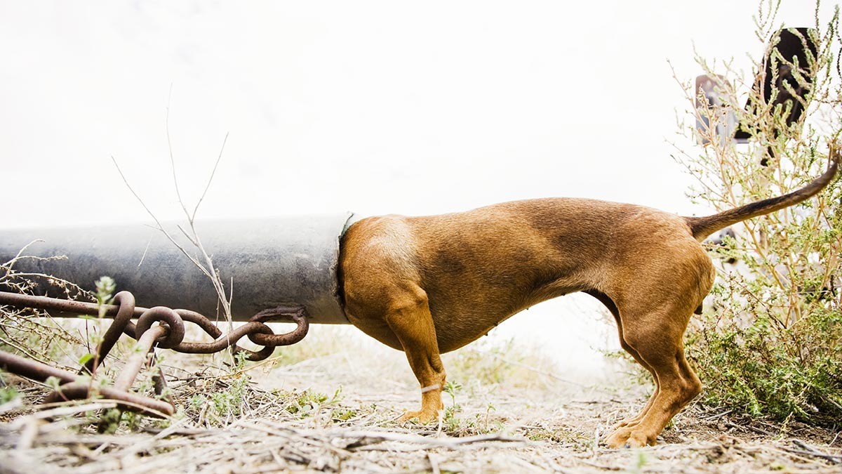 Perceba porque é que a curiosidade é uma vantagem no dia a dia